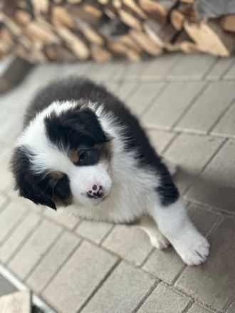 Australian Shepherd Welpen