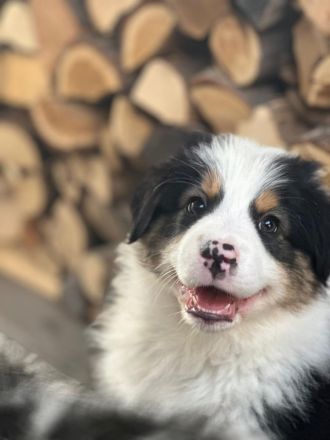 Australian Shepherd Welpen
