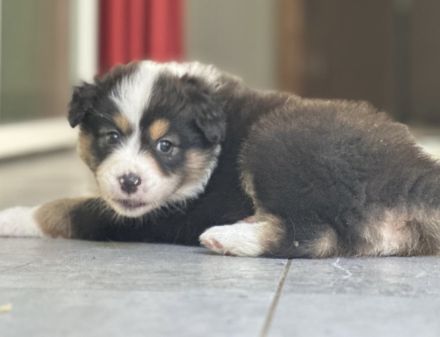 Australian Shepherd Welpen