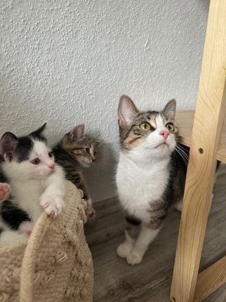 Kitten , katzenbabys