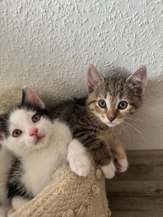 Kitten , katzenbabys