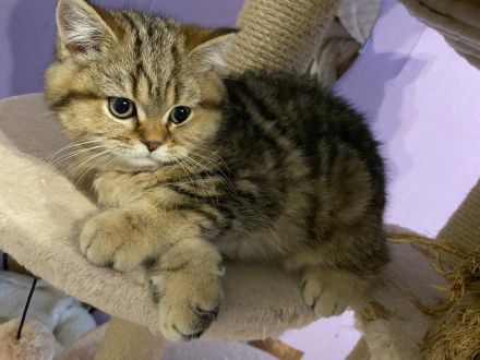 BKH Kitten Stammbaum Black Golden Mädchen Abholbereit