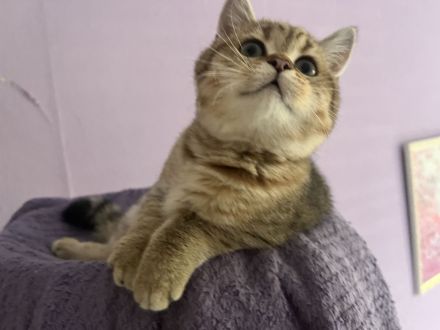 BKH Kitten Stammbaum Black Golden Mädchen Abholbereit