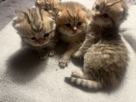BKH Kitten Stammbaum Black Golden Mädchen Abholbereit