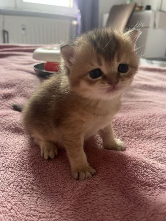 BKH Kitten Stammbaum Black Golden Mädchen Abholbereit