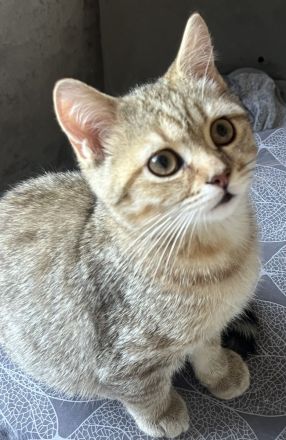 BKH Kitten Stammbaum Black Golden Tabby Junger Abholbereit