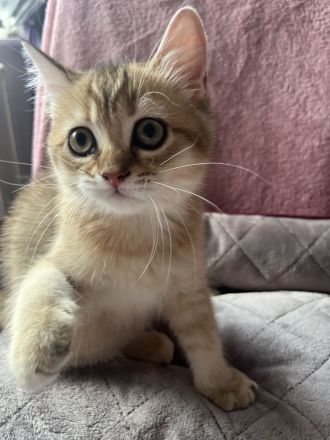 BKH Kitten Stammbaum Black Golden Mädchen Abholbereit