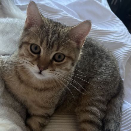 BKH Kitten Stammbaum Black Golden Tabby Junger Abholbereit