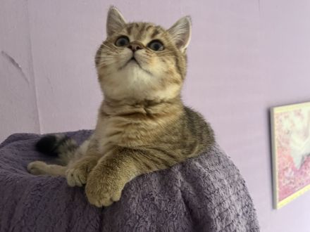 BKH Kitten Stammbaum Black Golden Mädchen Abholbereit