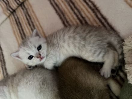 BKH Kitten Stammbaum Black Golden Mädchen Abholbereit
