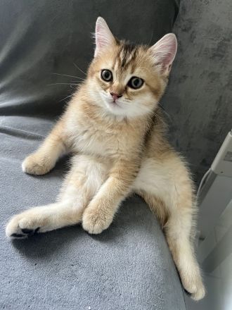 BKH Kitten Stammbaum Black Golden Mädchen Abholbereit