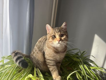BKH Kitte Junger reinrassig Stammbaum Golden Tabby Abholbereit