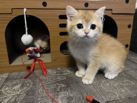 BKH Kitten Stammbaum Black Golden Mädchen Abholbereit