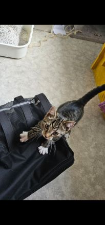 Kleiner Kater 12 Wochen alt sucht noch