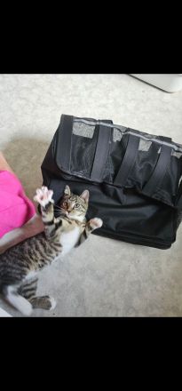 Kleiner Kater 12 Wochen alt sucht noch