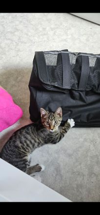 Kleiner Kater 12 Wochen alt sucht noch