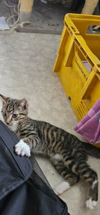 Kleiner Kater 12 Wochen alt sucht noch