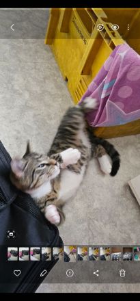 Kleiner Kater 12 Wochen alt sucht noch