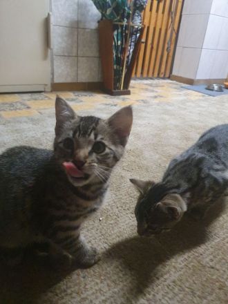 2 Babykatzen zu verkaufen