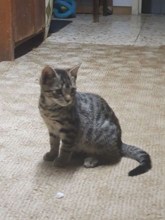 2 Babykatzen zu verkaufen