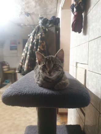 2 Babykatzen zu verkaufen