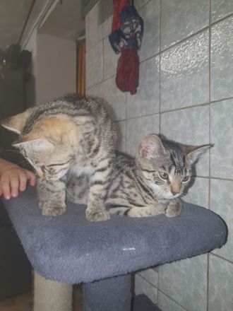 2 Babykatzen zu verkaufen