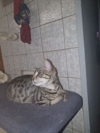 2 Babykatzen zu verkaufen