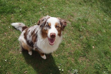 Blue Eye Shining Charlie