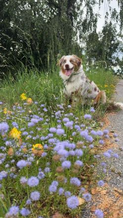 Blue Eye Shining Charlie