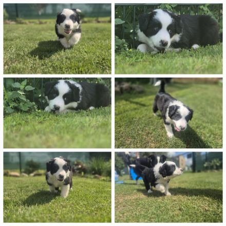 BorderCollie-Australian Shepherd- Mix Welpen