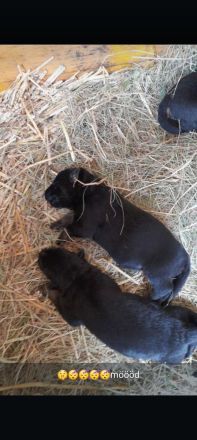 Reinrassige Deutsche Schäferhundwelpen