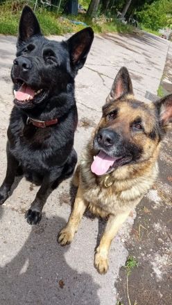 Reinrassige Deutsche Schäferhundwelpen