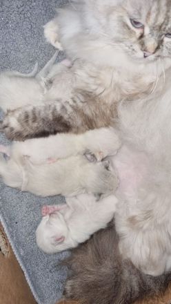 Ragdoll Deckkater wunderschön