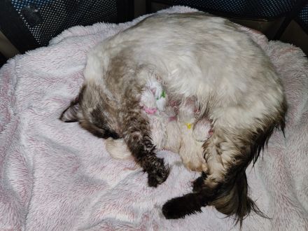 Ragdoll Deckkater wunderschön