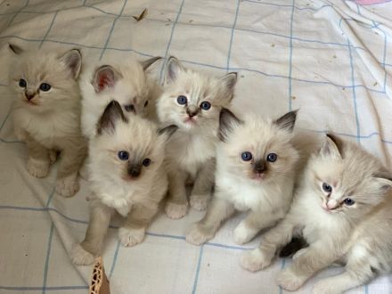 Ragdoll Deckkater wunderschön