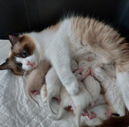 Ragdoll Deckkater wunderschön