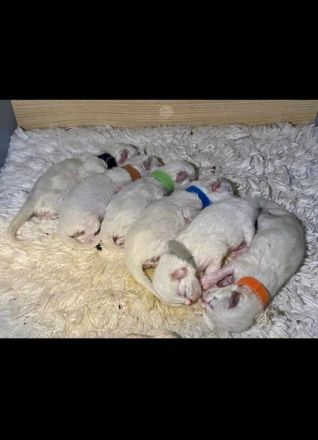 Ragdoll Deckkater wunderschön