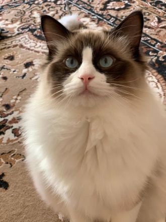 Ragdoll Deckkater wunderschön