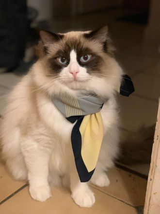 Ragdoll Deckkater wunderschön