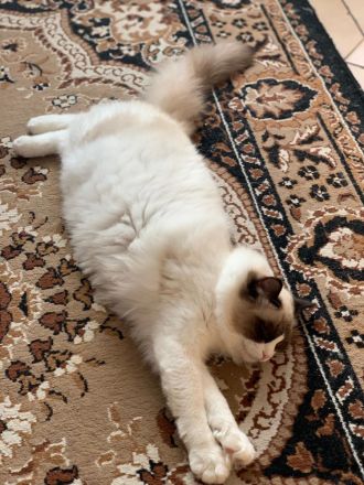 Ragdoll Deckkater wunderschön