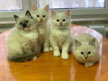 Ragdoll Deckkater wunderschön