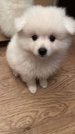 Zwergspitz Welpen Abgabe ab August 2024