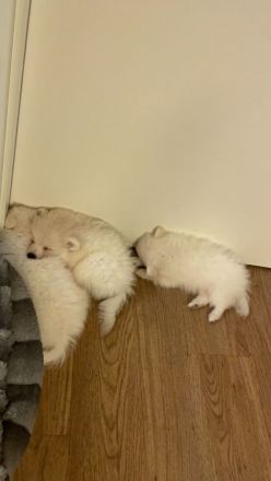 Zwergspitz Welpen Abgabe ab August 2024