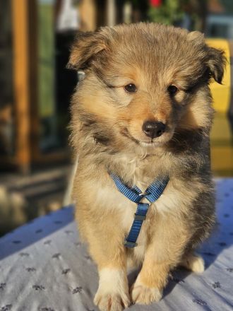 Sheltierüde sucht neues Zuhause