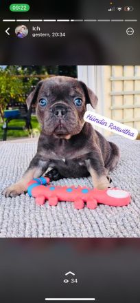 Reinrassige französische Bulldoggen Welpen Blue tan