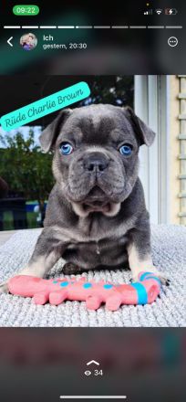 Reinrassige französische Bulldoggen Welpen Blue tan