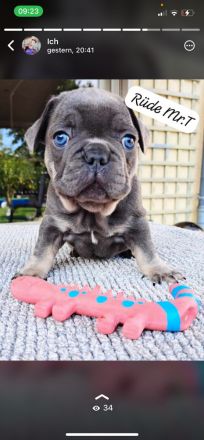 Reinrassige französische Bulldoggen Welpen Blue tan