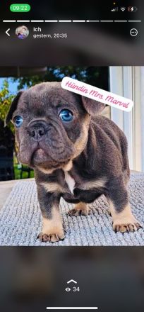 Reinrassige französische Bulldoggen Welpen Blue tan