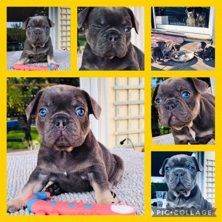 Reinrassige französische Bulldoggen Welpen Blue tan