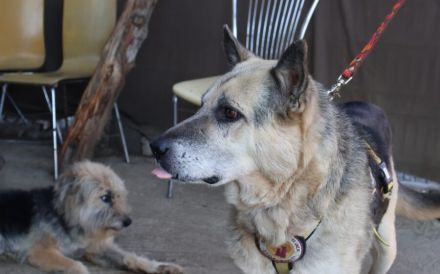Liebenswerter Pechvogel Leopold braucht Hilfe nach Unfall